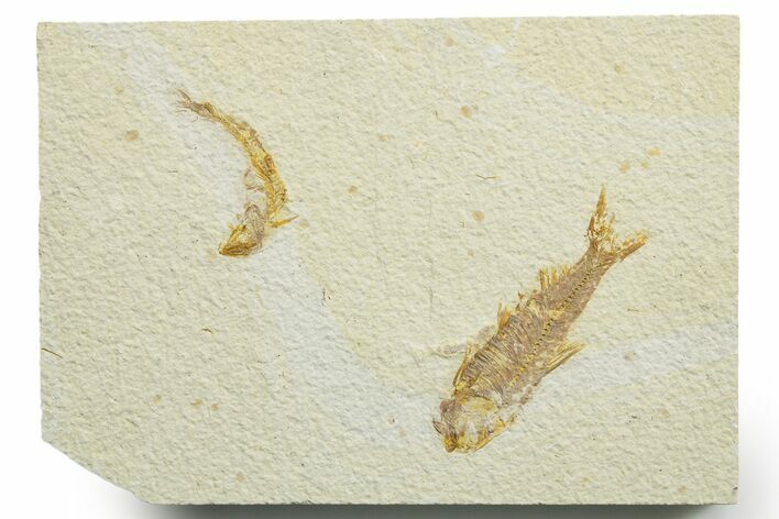 Limestone with Two Fossil Fish (Knightia) - Wyoming #363822